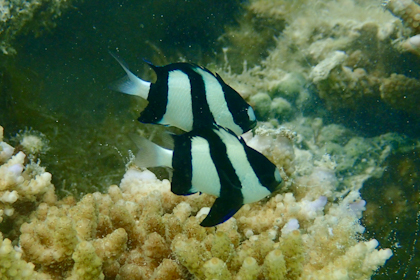 Aitutaki 59