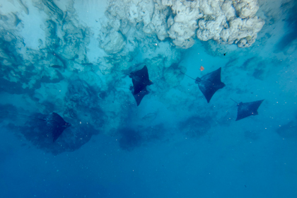 Rarotonga 105