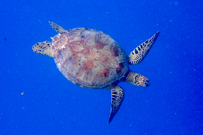 Rarotonga 109