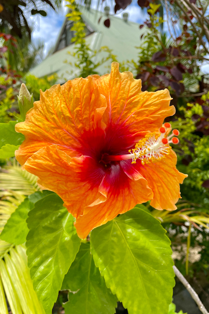 Rarotonga 163