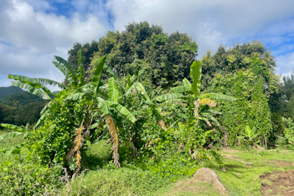 Rarotonga 231