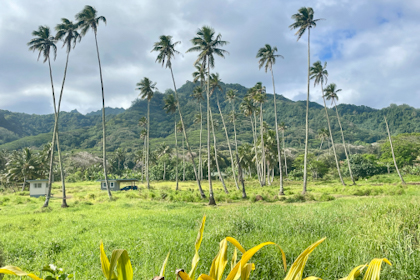 Rarotonga 233