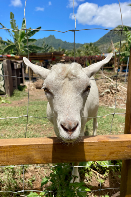 Rarotonga 252
