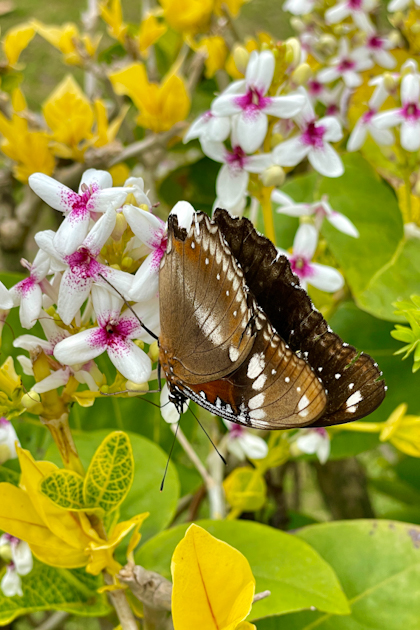 Rarotonga 274