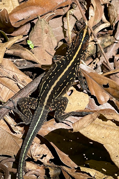Canyoning und El Silencio 56
