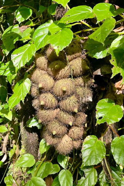 Canyoning und El Silencio 61