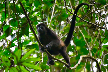Carara Nationalpark 03