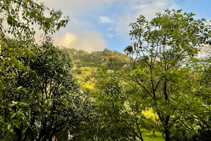 Monteverde 11