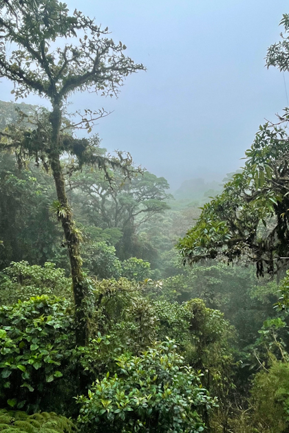 Monteverde 81