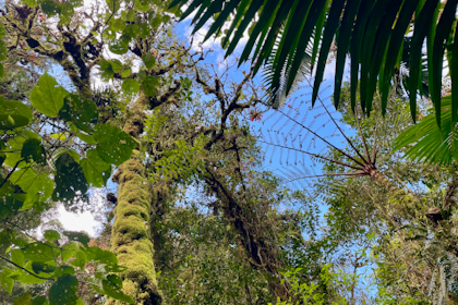 Quetzal Tal 09