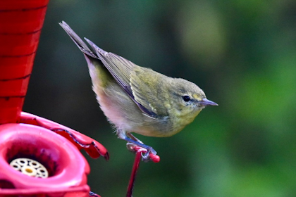 Quetzal Tal 17