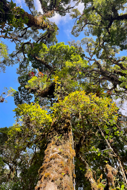 Quetzal Tal 51