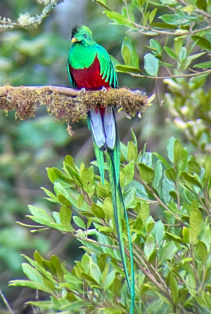 Quetzal Tal 73