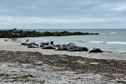 420DD17C 80E5 4C05 A33D 21BFF35F69C9