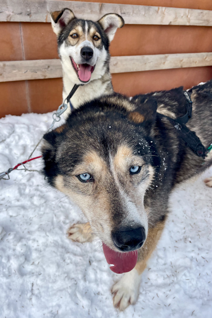 Husky Tour und Riisitunturi Nationalpark 43