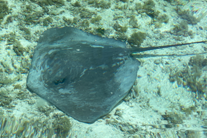 Moorea 132