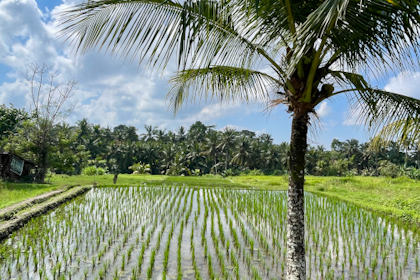Reisterrassen Ubud 09