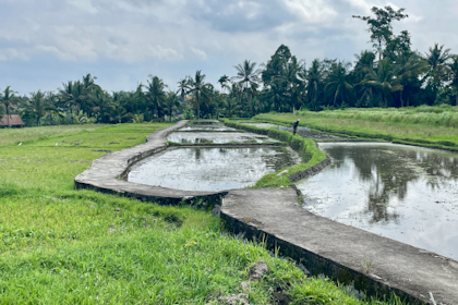 Reisterrassen Ubud 42