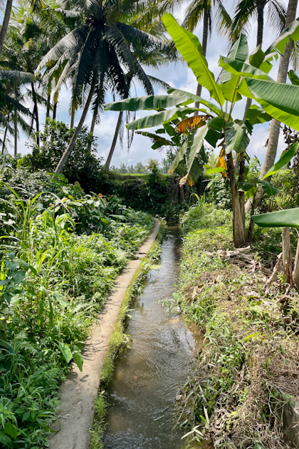 Reisterrassen Ubud 67