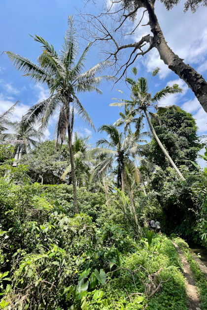 Reisterrassen Ubud 70