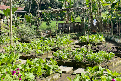 Ubud 11