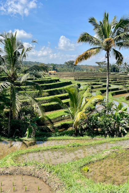 von Lovina nach Sanur 82