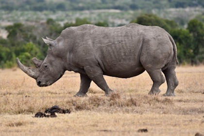 Ol Pejeta Reservat 66