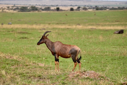 Safari Masai Mara 010
