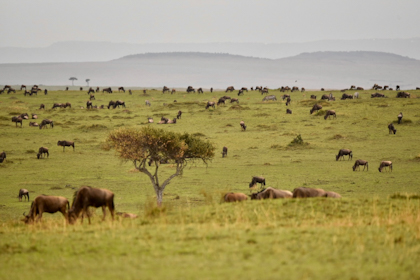 Safari Masai Mara 030
