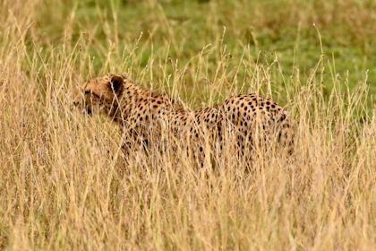 Safari Masai Mara 034