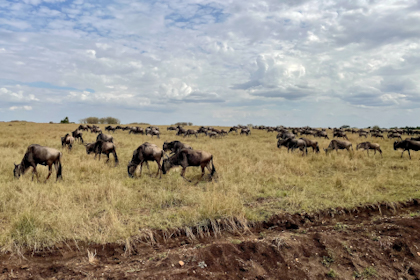 Safari Masai Mara 071