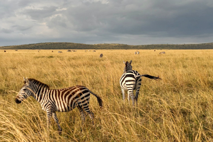 Safari Masai Mara 105