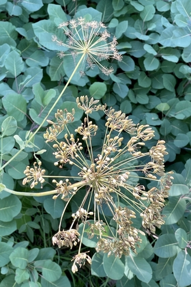 CAC12676 C24D 43ED 9E95 9B29D05F23AA