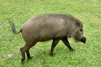 Bako Nationalpark 09