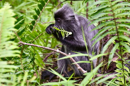 Bako Nationalpark 21