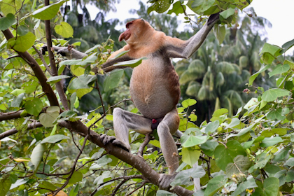 Bako Nationalpark 22