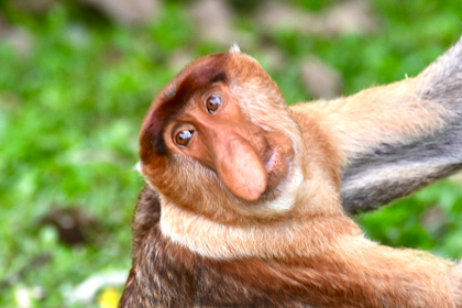 Bako Nationalpark 24