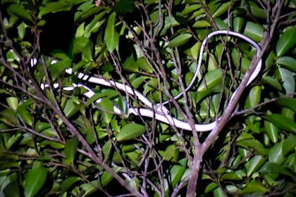 Bako Nationalpark 33