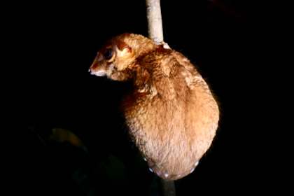 Bako Nationalpark 34