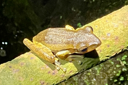 Bako Nationalpark 35