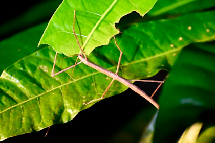 Bako Nationalpark 36