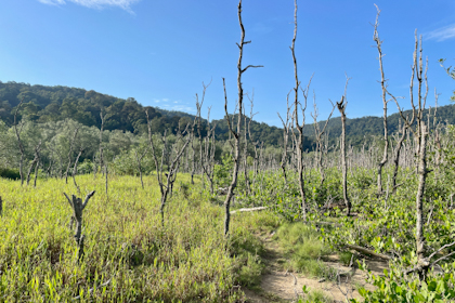 Bako Nationalpark 42