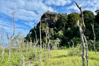 Bako Nationalpark 43