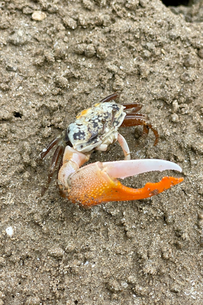 Bako Nationalpark 74