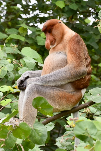 Bako Nationalpark 89