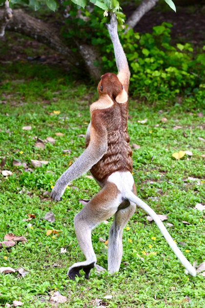 Bako Nationalpark 93