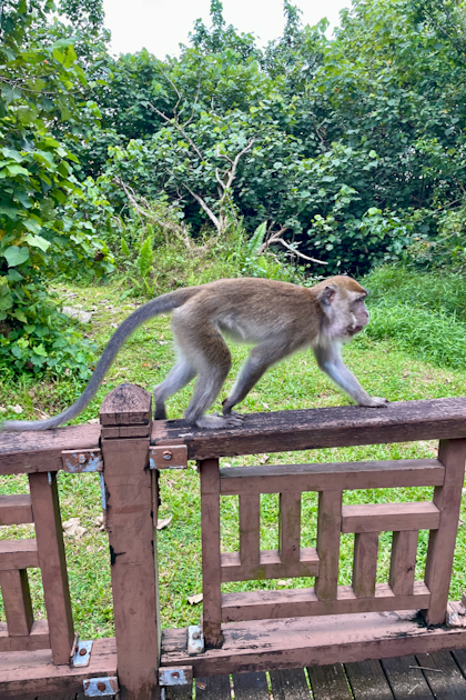 Bako Nationalpark 96