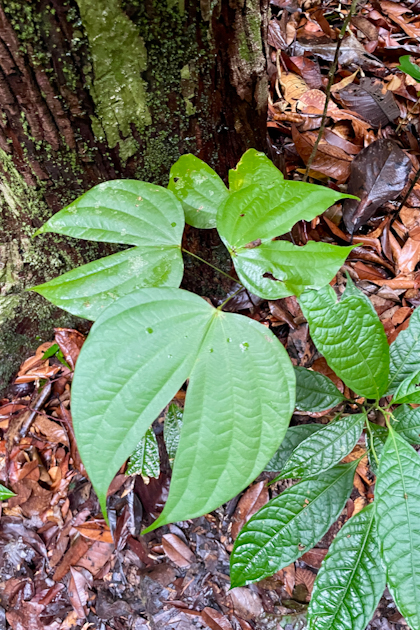 Permai Rainforest 53