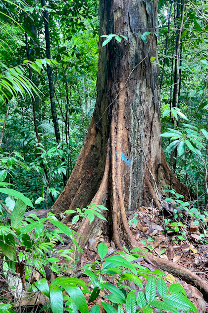 Permai Rainforest 59