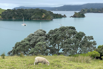 Bay of Islands 49